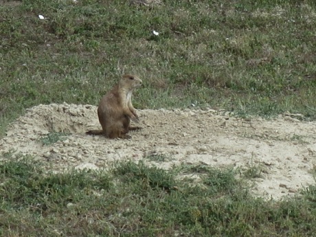 resident of prairie dog town